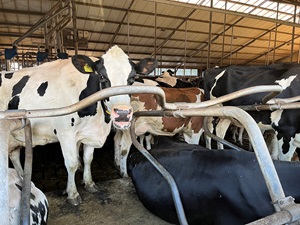 Vanaf 1 juni Subsidieregeling extensivering melkveehouderij