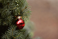 Kerstboom