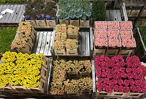 Bloemen