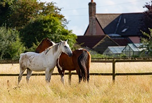 Paarden