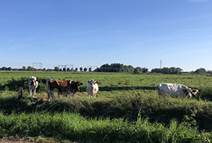 Kabinetsreactie op fiscale knelpunten agrarische sector