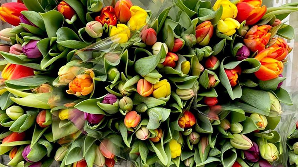 Tulpen