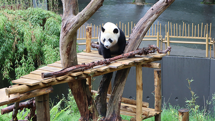 SRA-Cultuurdag 2026: reuzenpanda