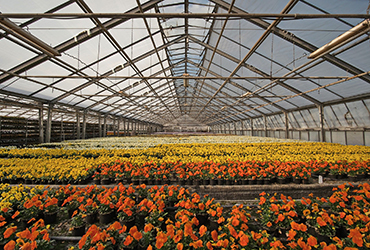 Bloemen